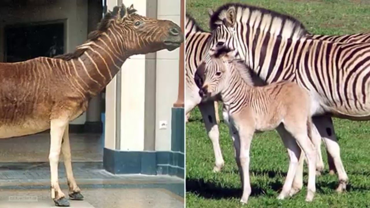 The once-extinct Quagga is back from the dead