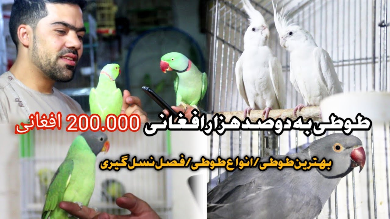 Talking parrot Greeting  Baby parrot تا حال به این قیمتی طوطی خریداری کرده اید با کدام مشخصات