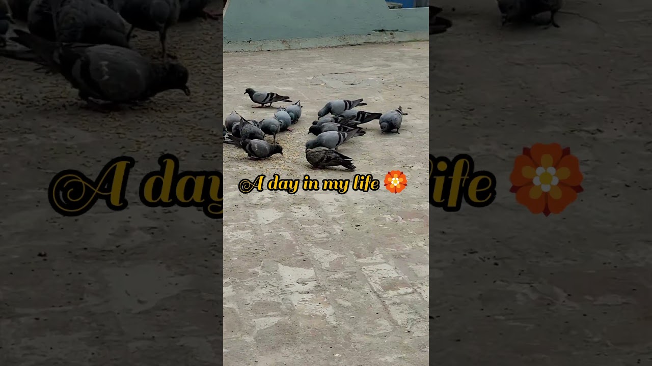 A day in my life 