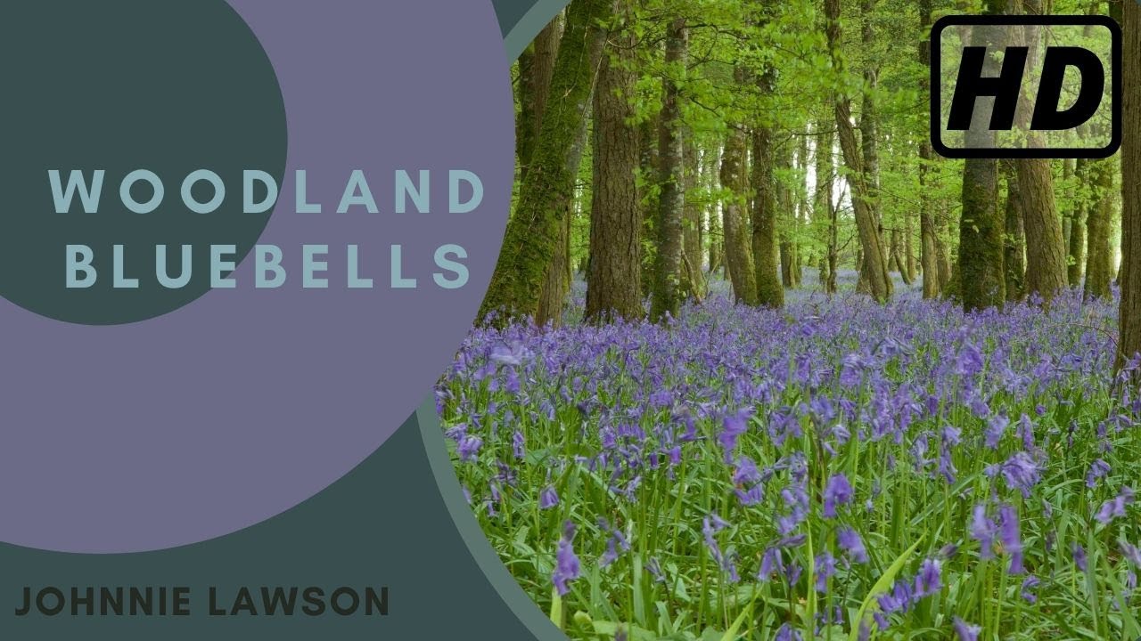 Forest Birdsong Nature Sounds - Woodland Bluebells - HD 1hr. Birdsong Version - Studying Series Ep.3