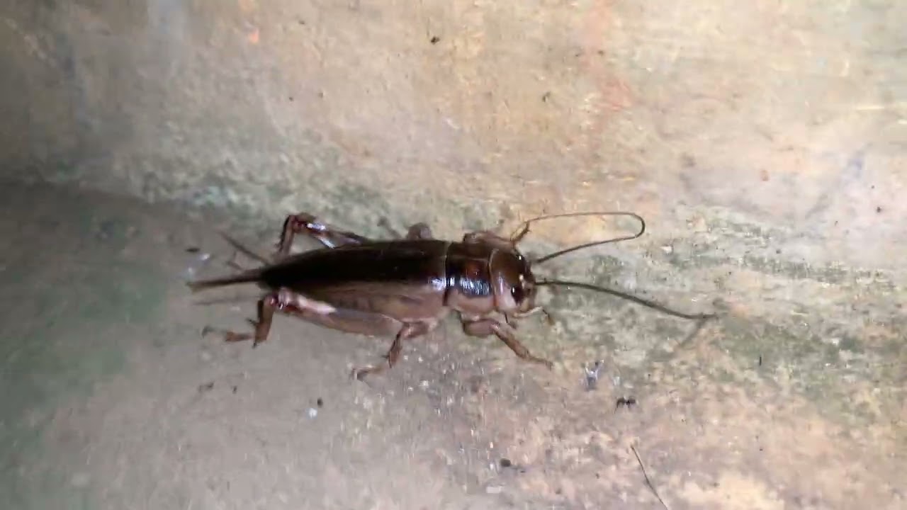🦗| Funny Cricket Encounter at Night”