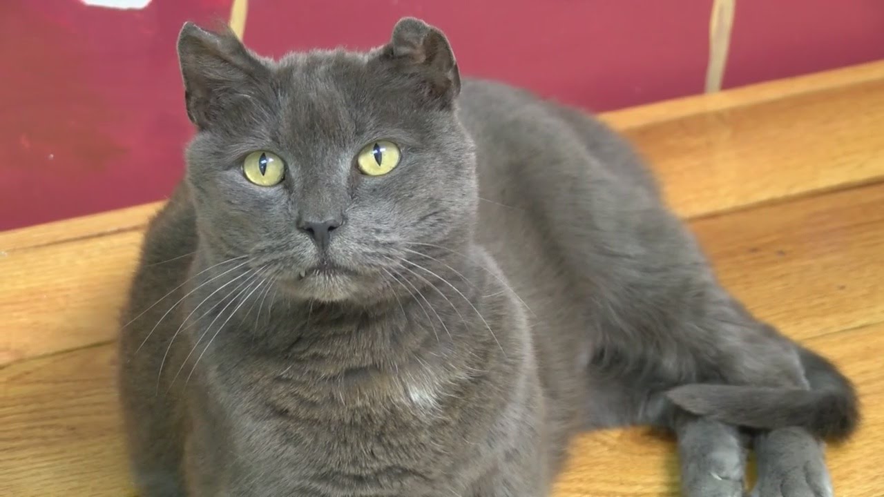 Hemi the cat finally reunited with owner, after four years lost