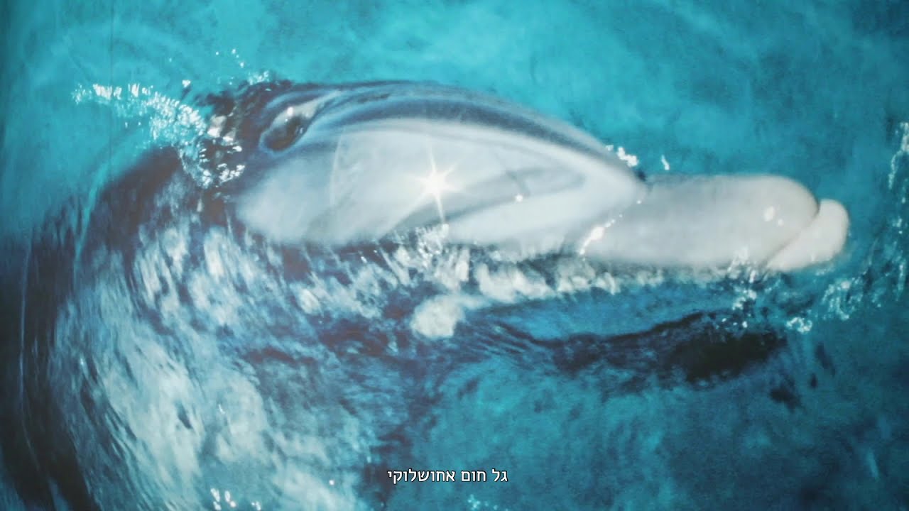 מיכאל ליאני: הכלכלול Michael Liani-All inclusive