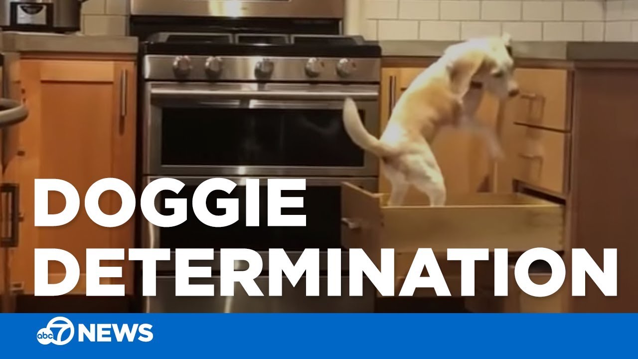 Adorable beagle tries to climb kitchen counter | Will stop at nothing!