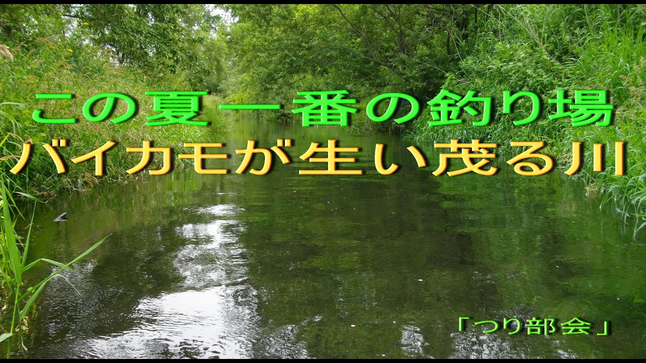 2016.7.24　★この夏一番の釣り場★　バイカモが生い茂る川 　北海道十勝　ブラウントラウト釣り