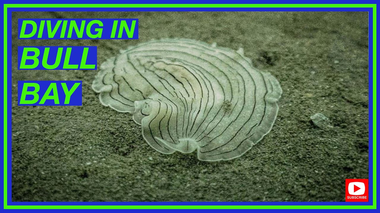Diving at Bull Bay | Diving North Wales | Shore dive at Porth Llechog, Anglesey