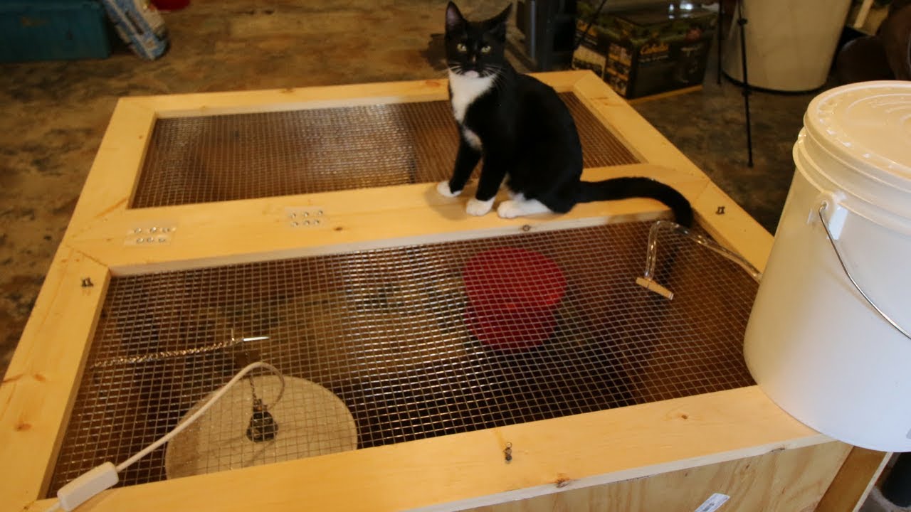 Best Chick Brooder ~ Build it in 30 mins for $30 ~ Keep your Chicks safe from your Cat