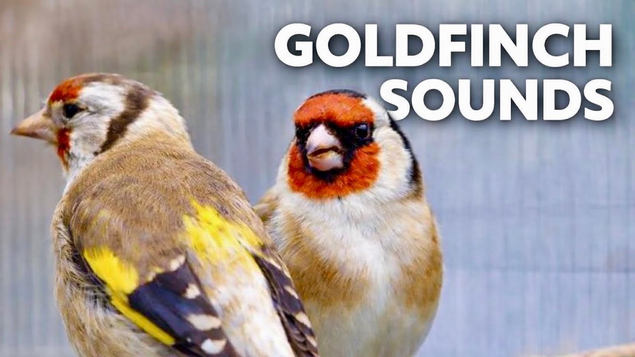 Major Goldfinch (Carduelis major) | Natural Bird Song and Sounds (No Talking)