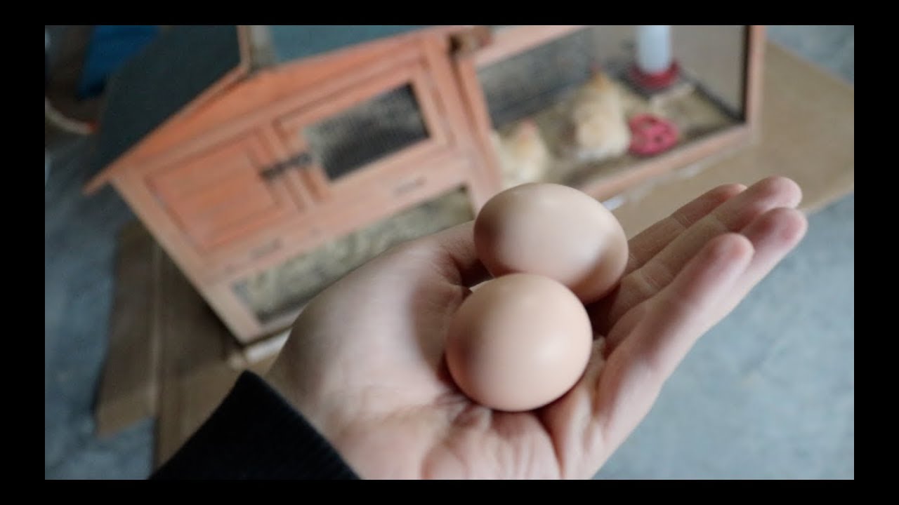 Daily Morning Chicken Routine! |Julia & Olga|