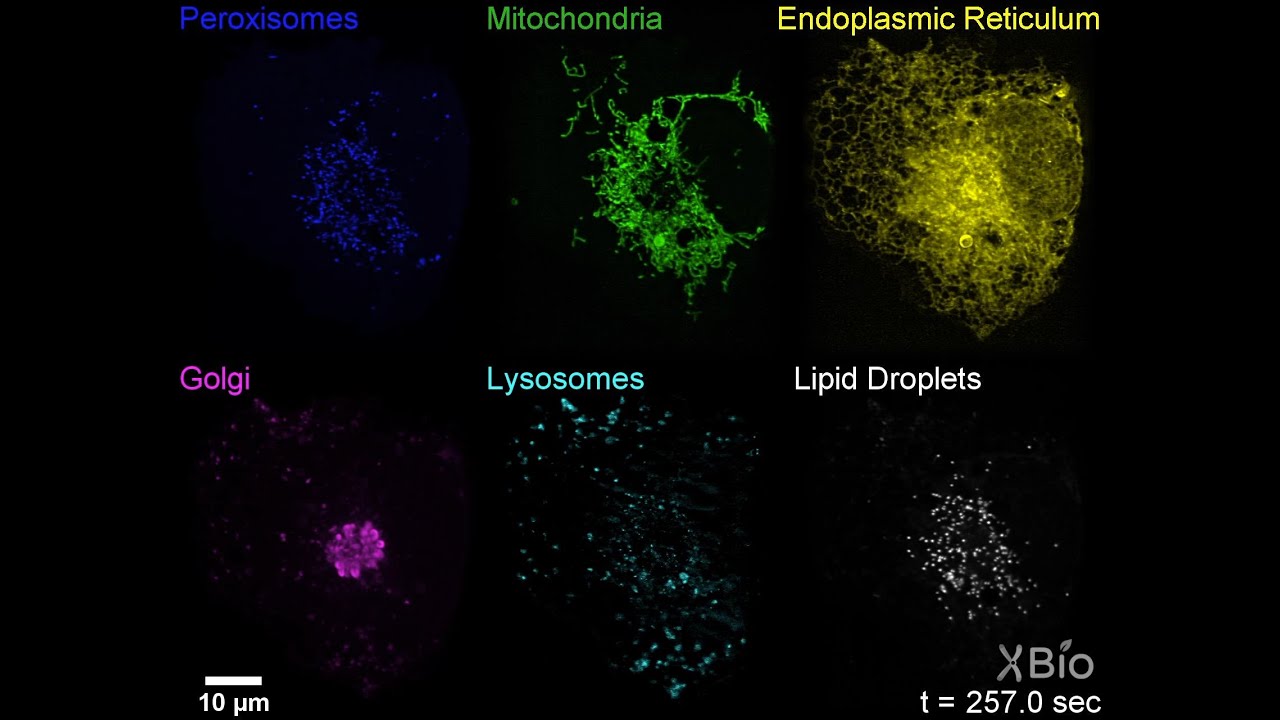 Visualization of membrane organelle dynamics