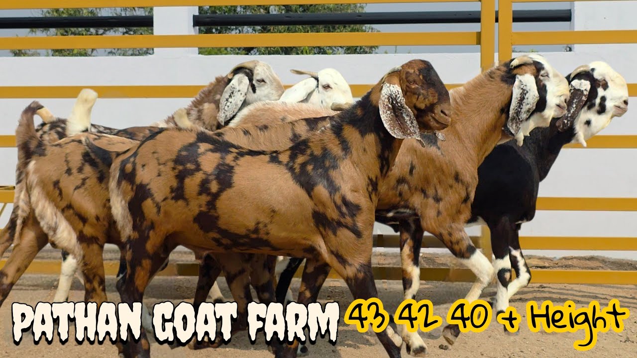 PATHAN GOAT FARM | FIRST TIME ON AL MEEM | BIG SIZE GUJRI & AJMERA | GODHRA GUJARAT