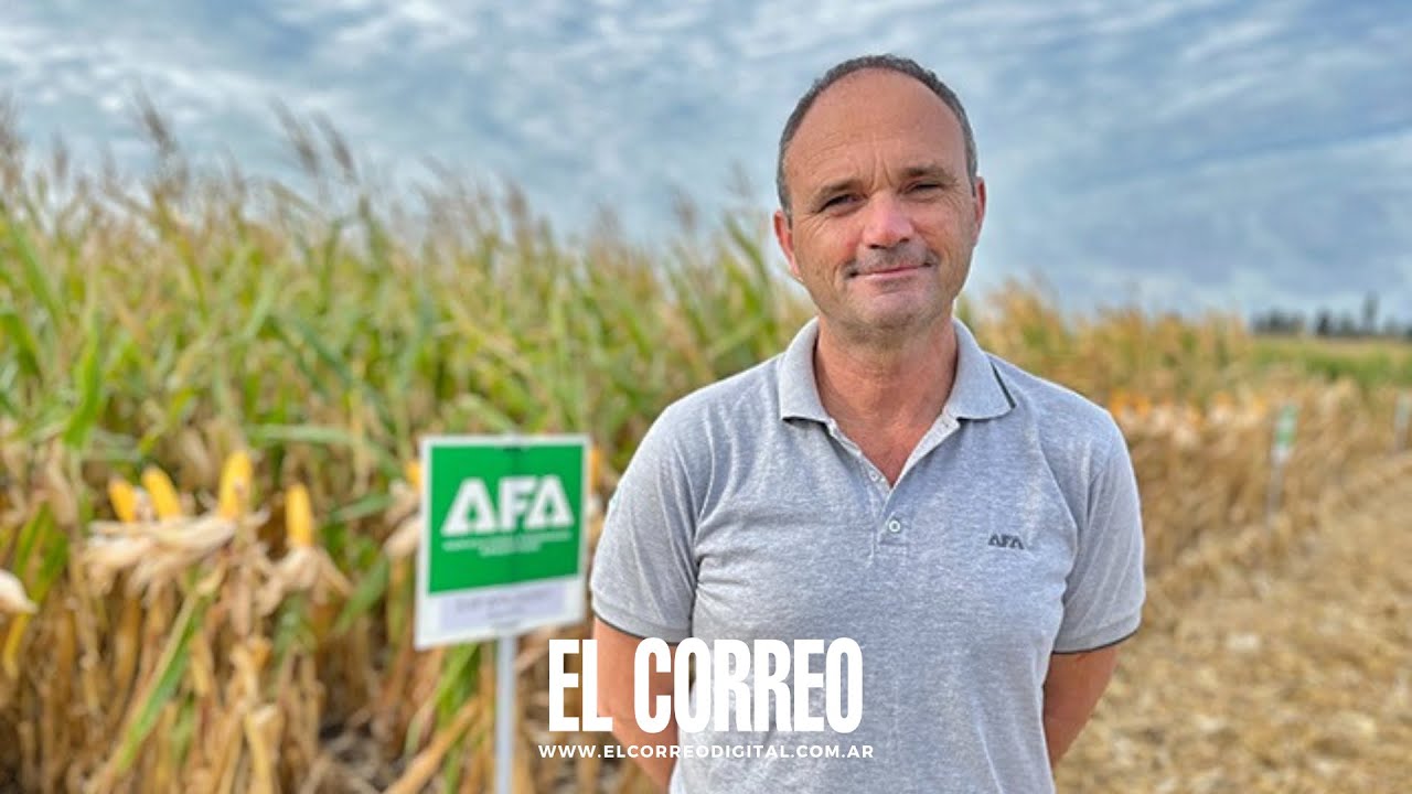 AFA a Campo 2026: lanzamiento de dos nuevos híbridos de maíz con tecnología Viptera 3 y novedades
