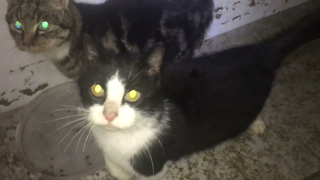 Egon Müller jeden Tag 9 Katzen füttern