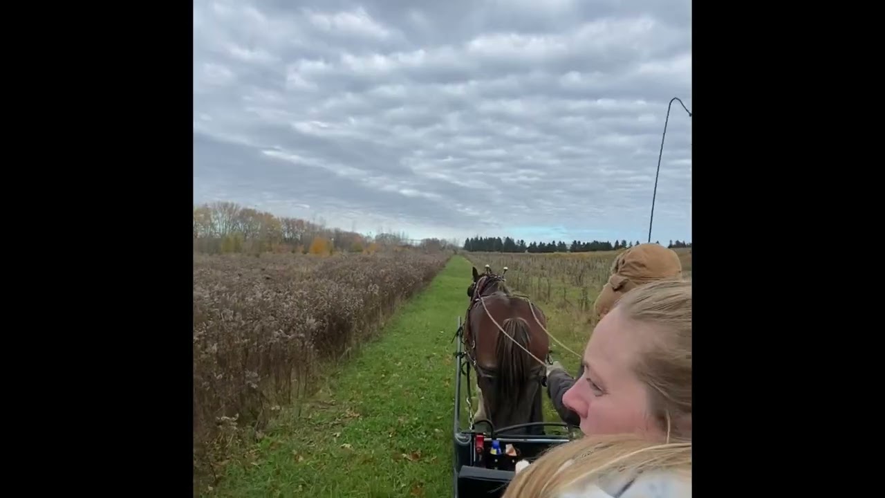 Carriage driving through an apple orchard in fall, full drive