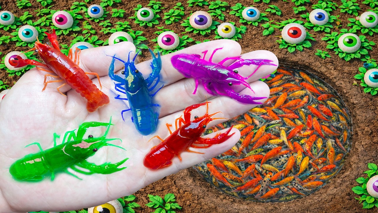Catch Stranger Crayfish  in Small Pond, Freshwater Fish, Catfish, Crayfish, Goldfish, Turtle, Frog