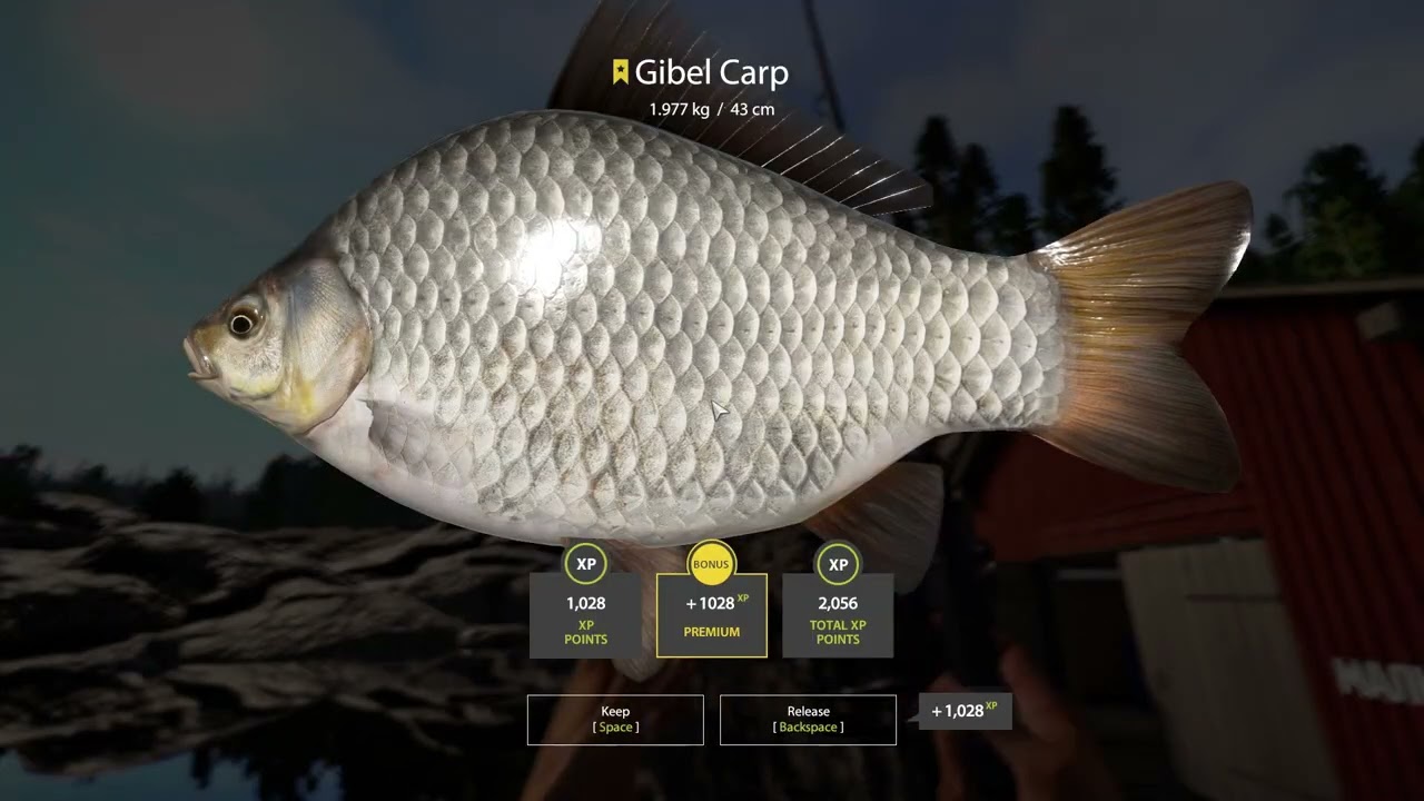 Russian Fishing 4 RF4 Ladoga Lake. SUPER Active Spot. TROPHY GIBEL MADNESS!