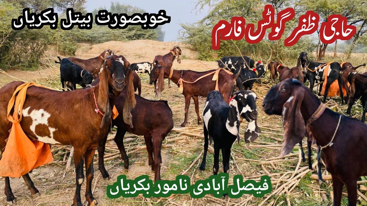 Faisalabad Goats Farm || Milking Goat Farm Faisalabad || Baby Goats For Sale in Faisalabad 