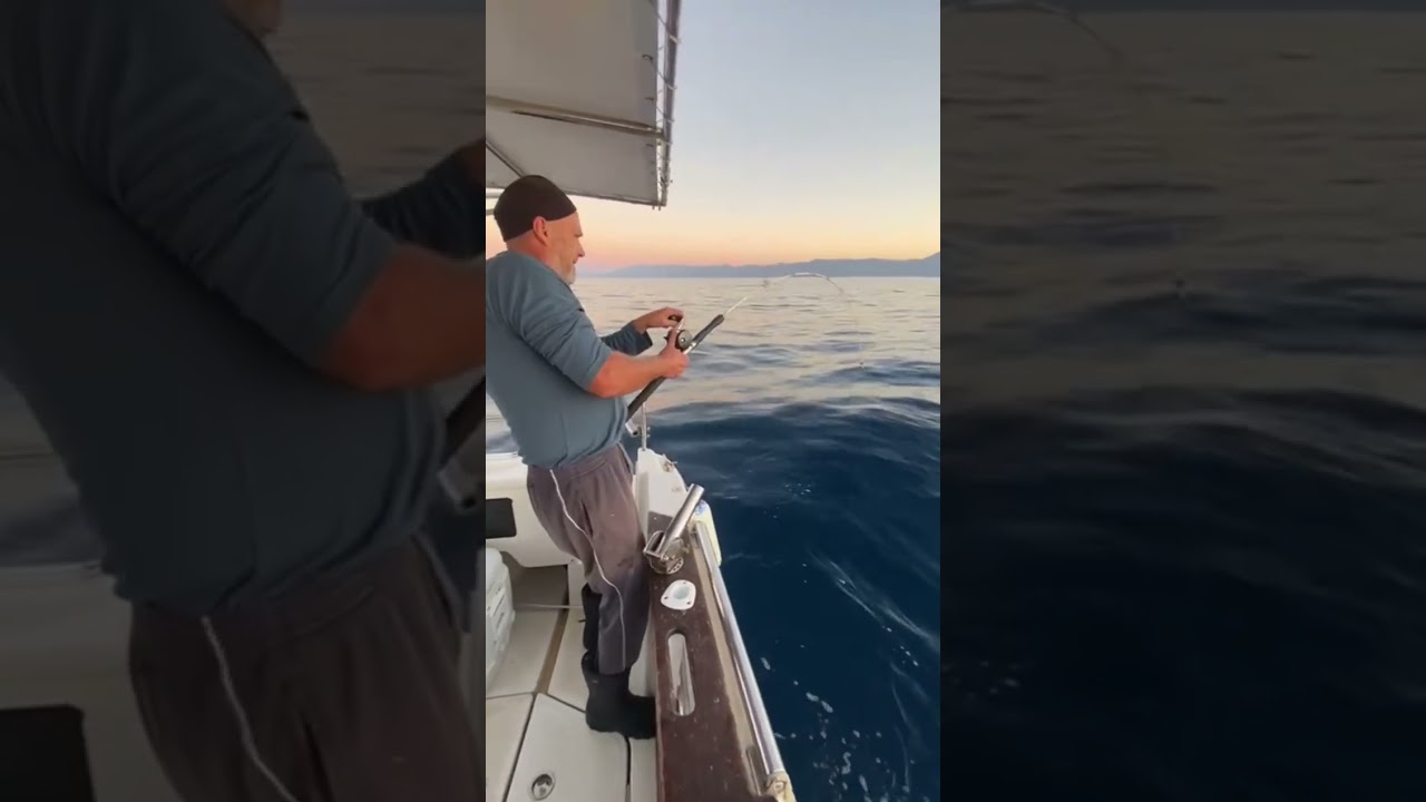 amberjack live squid