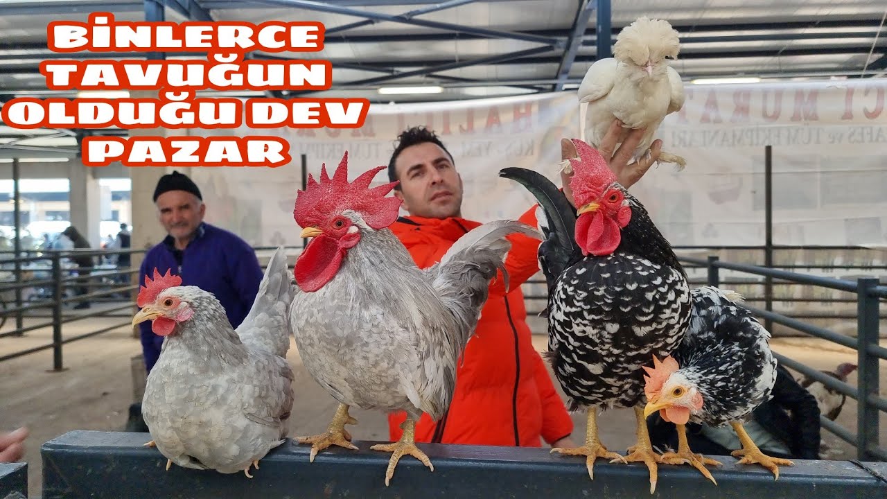 BURSA TAVUK PAZARI  TIKLIM TIKIŞ ESNAFIN YÜZÜ GÜLÜYOR  TAVUK ÖRDEK KAZ BILDIRCIN KEKLİK TAVŞAN