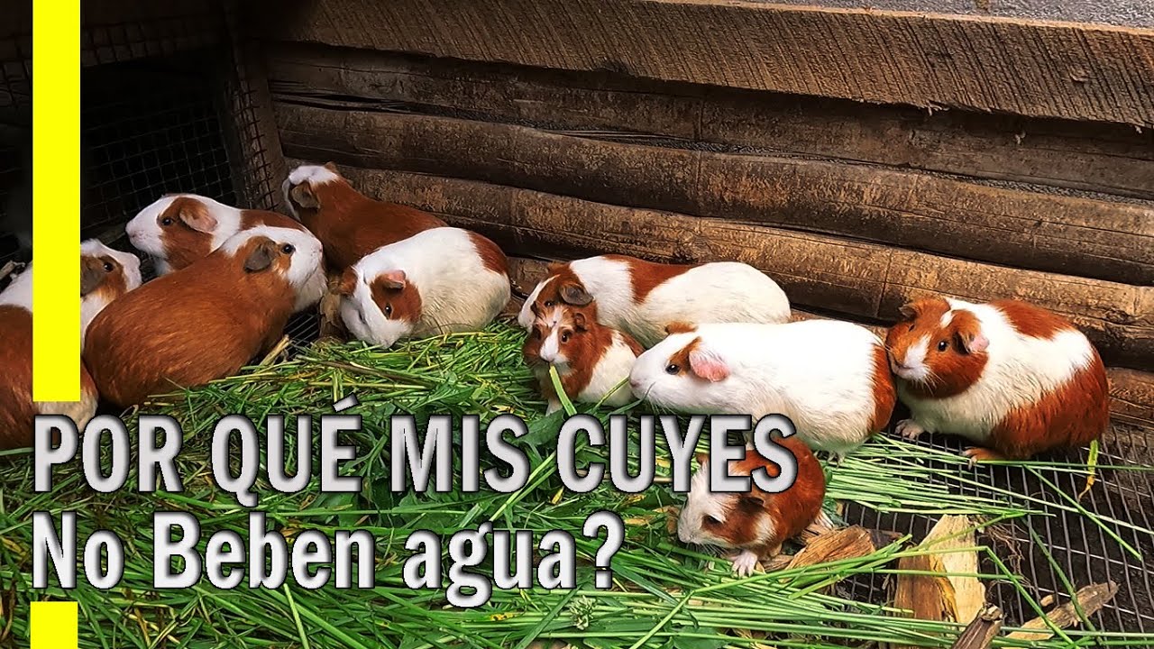 POR QUÉ LOS CUYES NO BEBEN AGUA // TOMAN AGUA