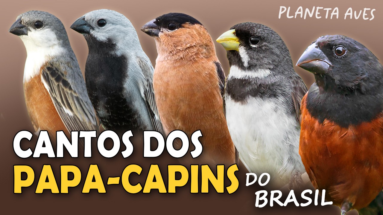 CANTOS dos PAPA-CAPINS, COLEIRINHOS e CABOCLINHOS do BRASIL | Cantos Planeta Aves!