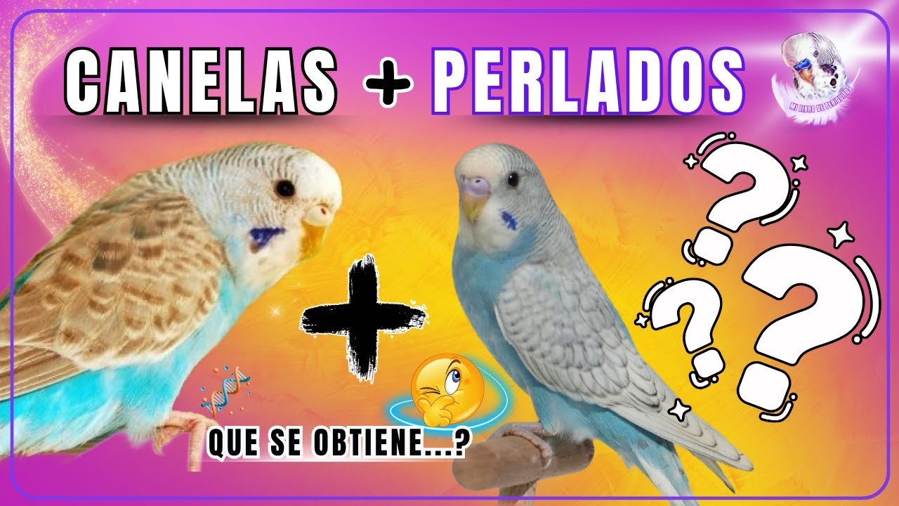 Proyecto: Cómo obtener periquitos CANELA PERLADOS 🐦✨ | Cruces paso a paso + Ejemplos reales