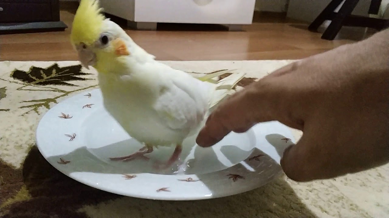 Sultan papağanı banyo yapmayı öğreniyor