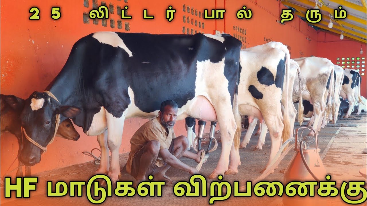 HF COW SALES IN TIRUVANNAMALAI | HF பசு மாடுகள் | Tirupathi balaji farm | Uzhavan Tv