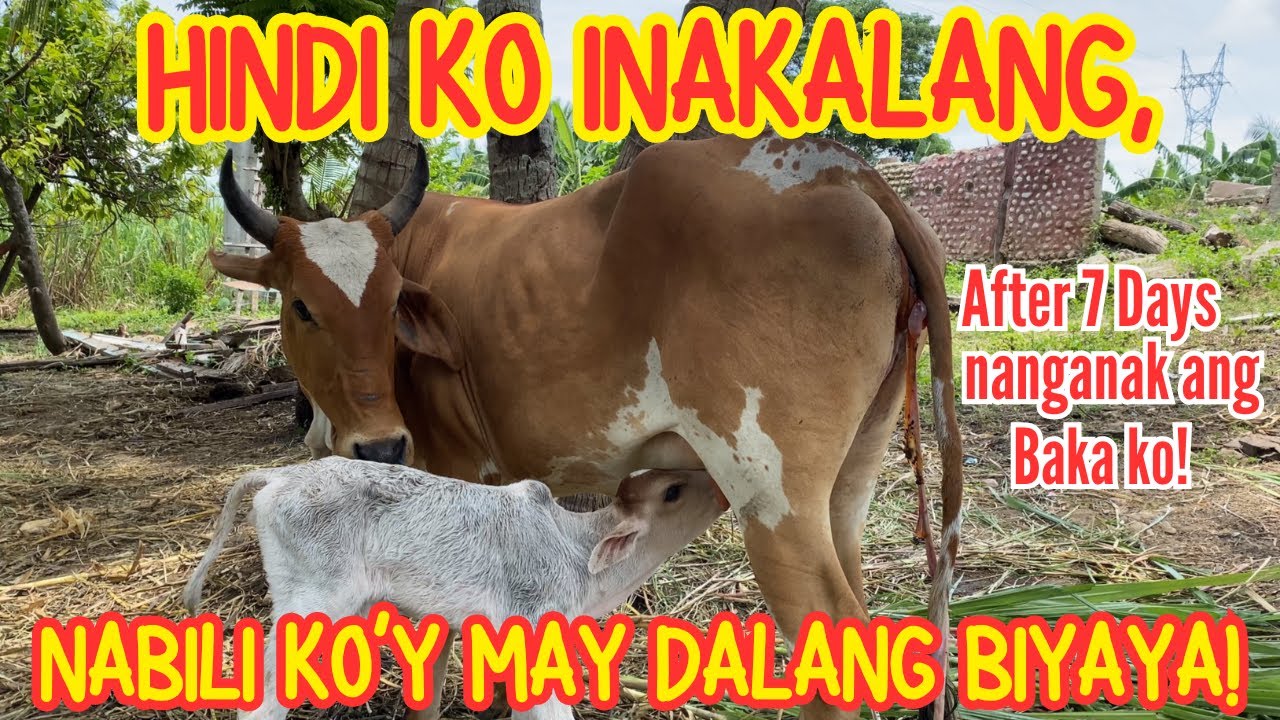 HINDI KO INAKALANG, NABILI KO'Y MAY DALANG BIYAYA | UPDATE SA MGA ALAGA KO | BYAHE NI ROGER