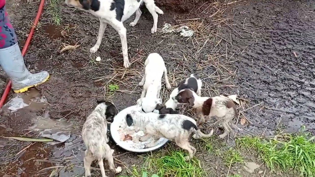 فيضانات خطيرة في جهة وزان مشهد يبكي