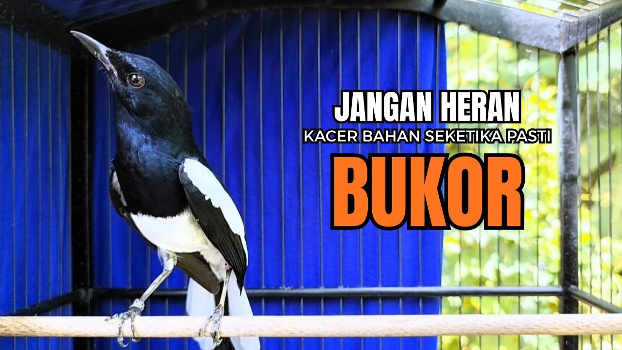 PANCINGAN KACER bahan SUSAH bunyi, KACER GACOR NGEPLONG bikin KACER MANAPUN ikut GACOR