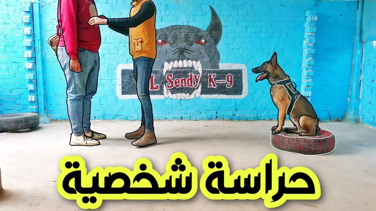 أقوى تدريب مالينو على الحراسه الشخصية 💪🏼