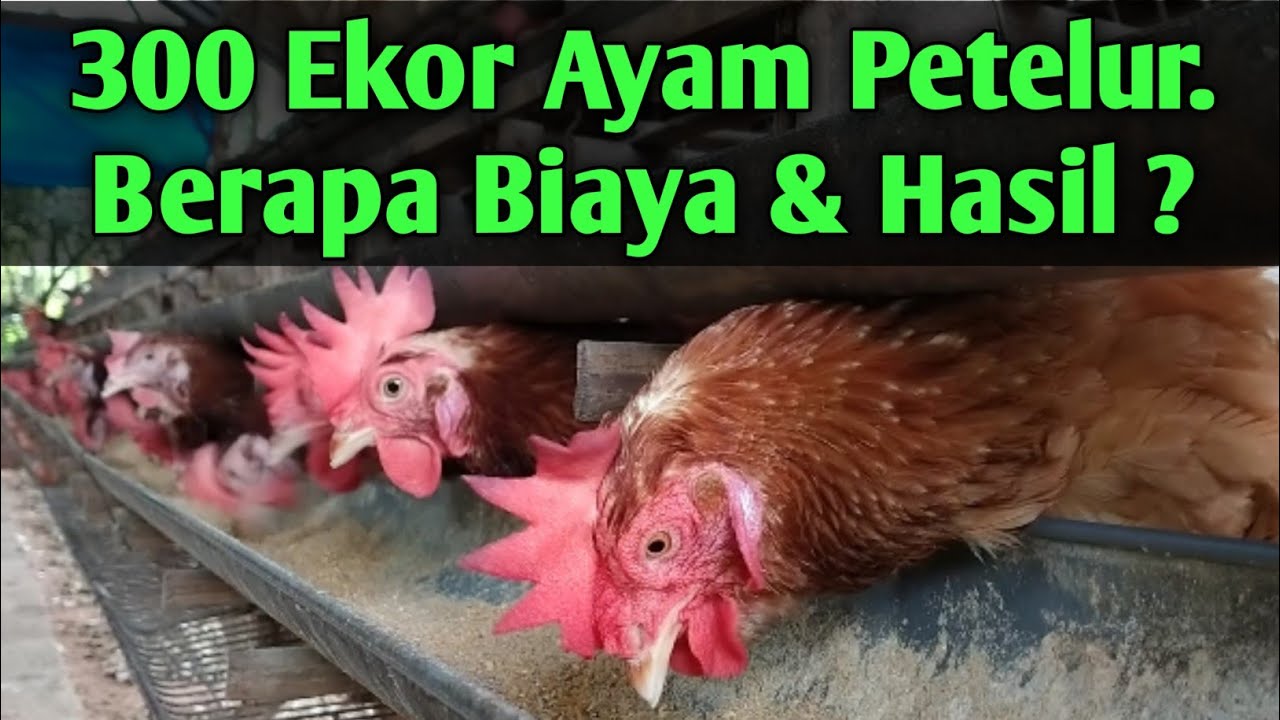 300 Ekor Ayam Petelur. Berapa Biaya & Hasil ?