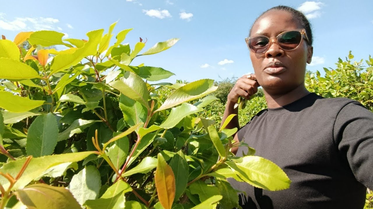 VILLAGE VLOG: VISITING MY GRANDPARENTS VILLAGE IN MBEERE, EMBU COUNTY