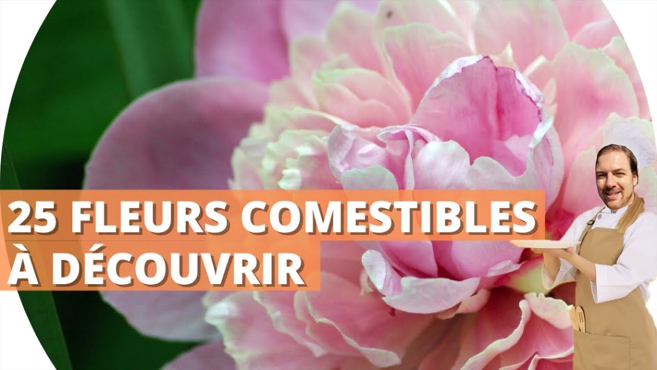 🌻25 fleurs comestibles à découvrir !