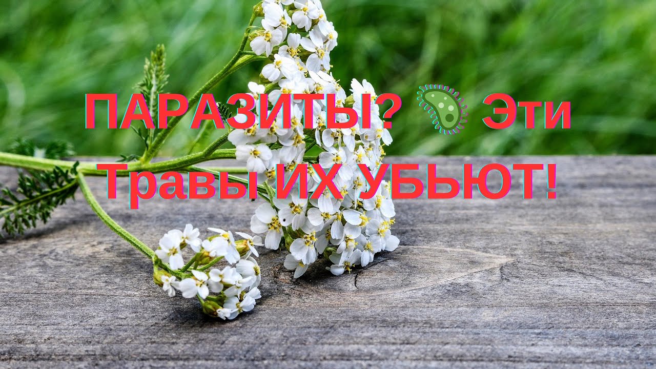 Осторожно, Паразиты! 😱 ТОП-10 Трав, Которые Их НЕНАВИДЯТ!! #Глистогон #Здоровье