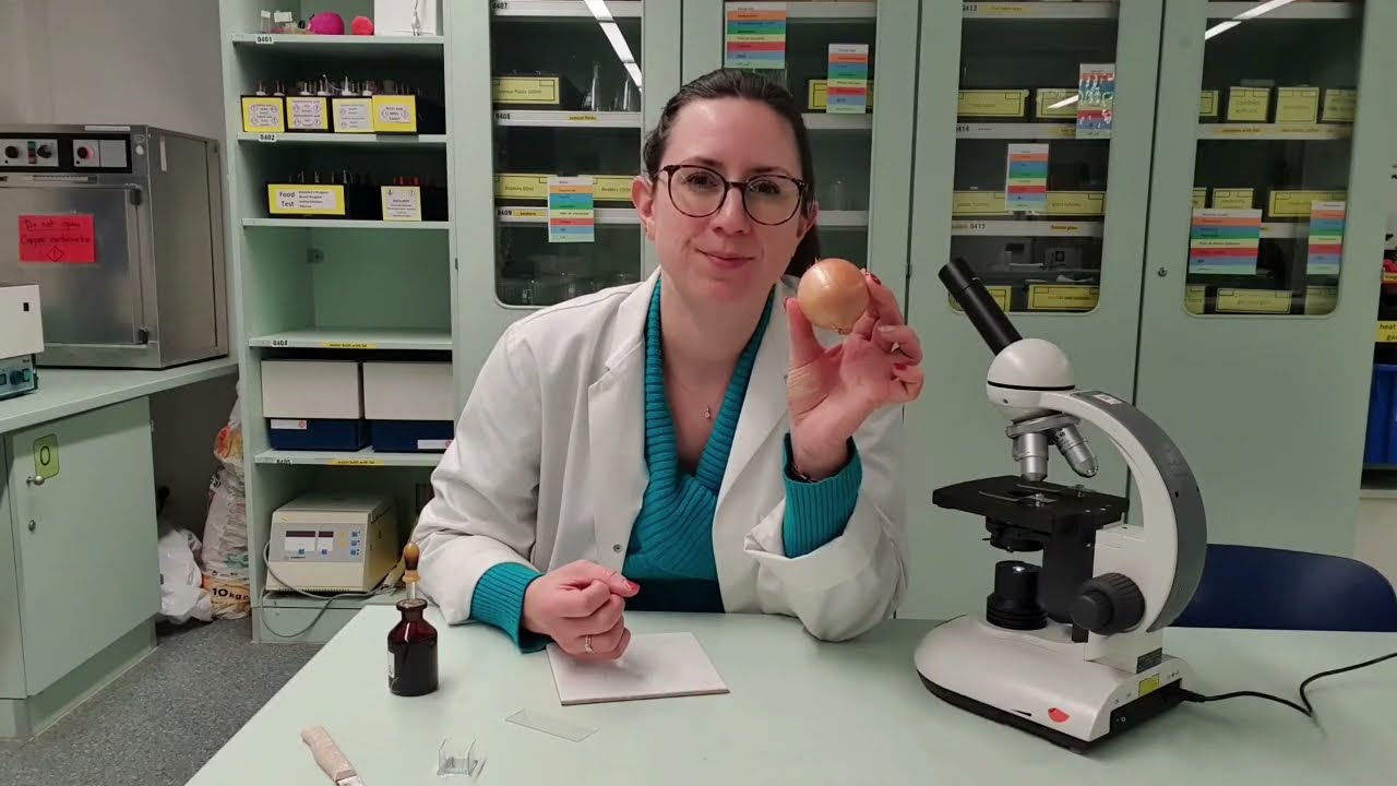 Looking at onion cells using a microscope