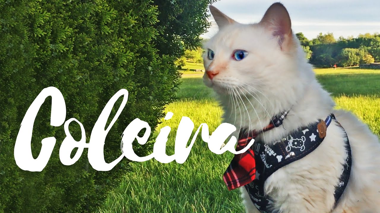 ESCOLHENDO A COLEIRA DE PASSEIO PARA SEU GATO - Pri Mastrocolla