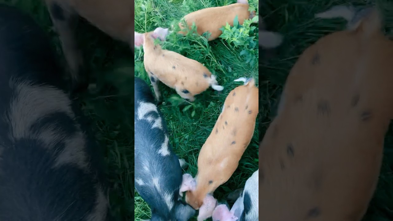 The Perfect Pig For Homesteaders... or Hipsters?