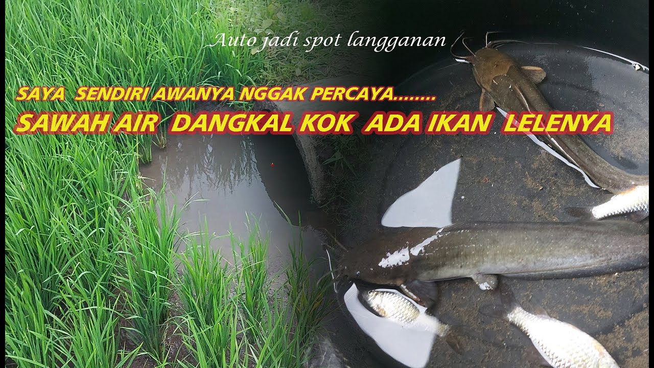 DIKIRA  NGGAK ADA IKANNYA  TERNYATA ADA  LELE BABONNYA | SAYA PUN HERAN KOK BISA SAWAH ADA  IKANNYA!
