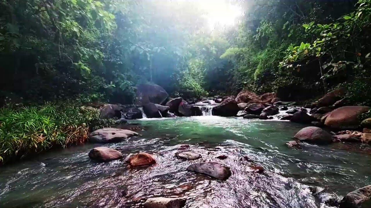 Peaceful Water Flow & Bird ASMR - Nature’s Ambience for Sleeping, Studying, and Meditation