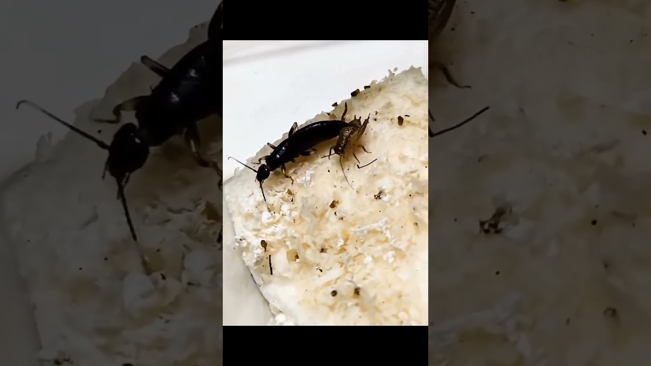 Tesourinha vs Grilo! Saiba mais na descri&ccedil;&atilde;o...