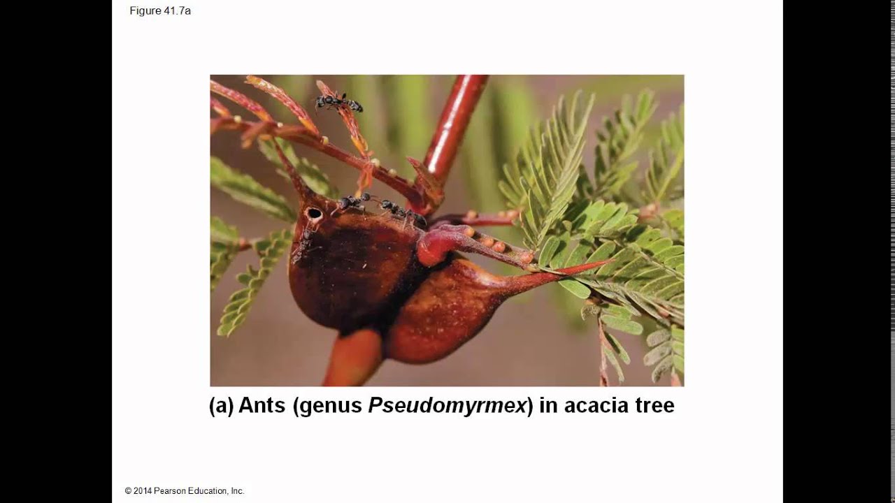 Biology in Focus Ch 41 Species Interaction