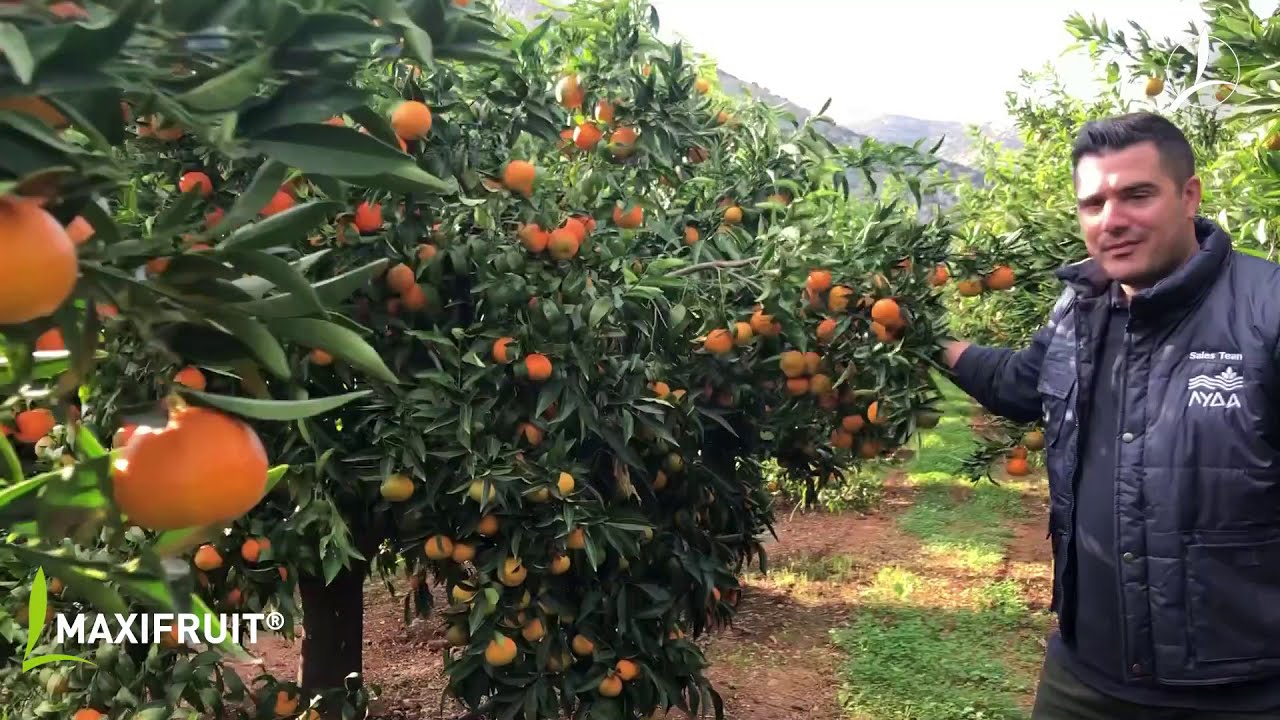 Στο χωράφι με την Timac - MAXIFRUIT