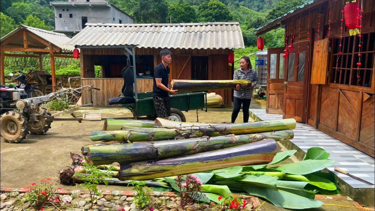 MAI transports giant banana trees with the help of her brother KONG to the farm - Planting banana
