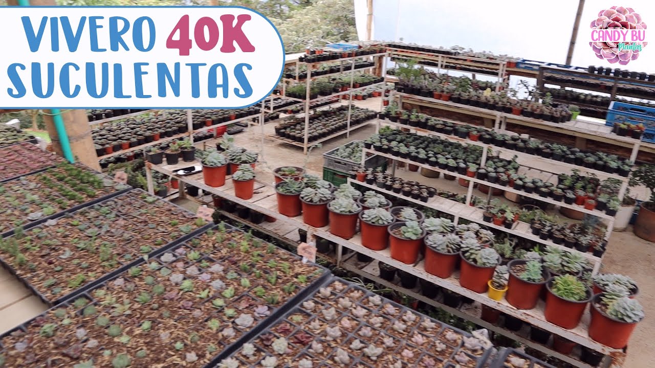 Tour por un vivero con 40,000 suculentas│Candy Bu