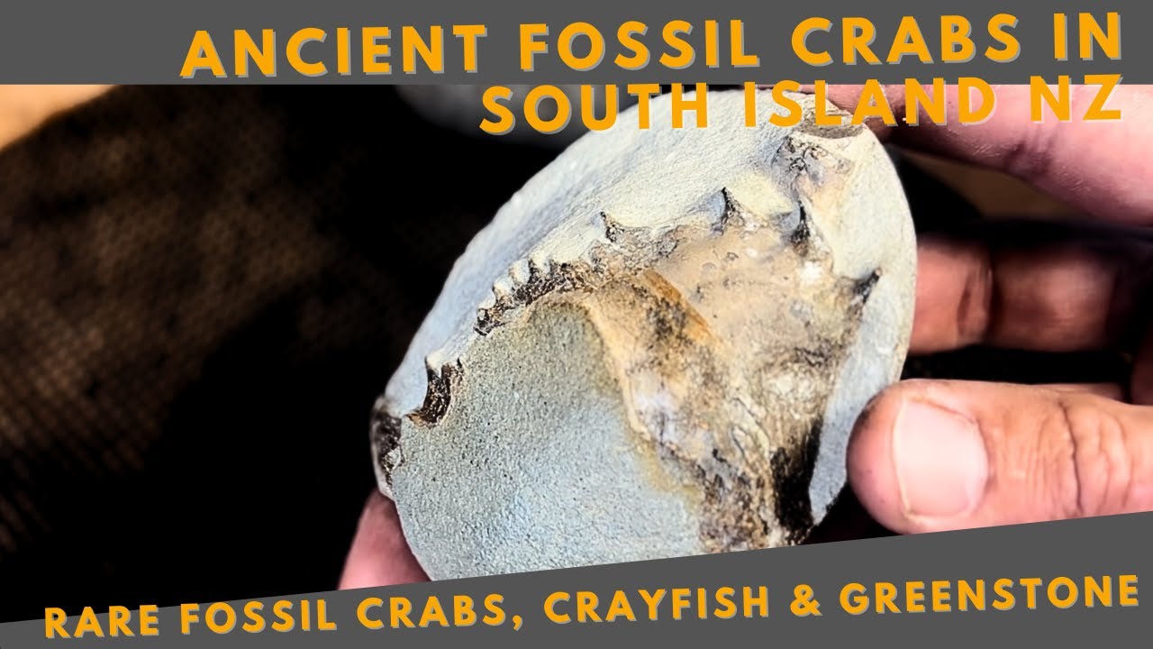 Fossil Hunting in NZ&rsquo;s South Island | Rare Eocene Crabs Discovered!