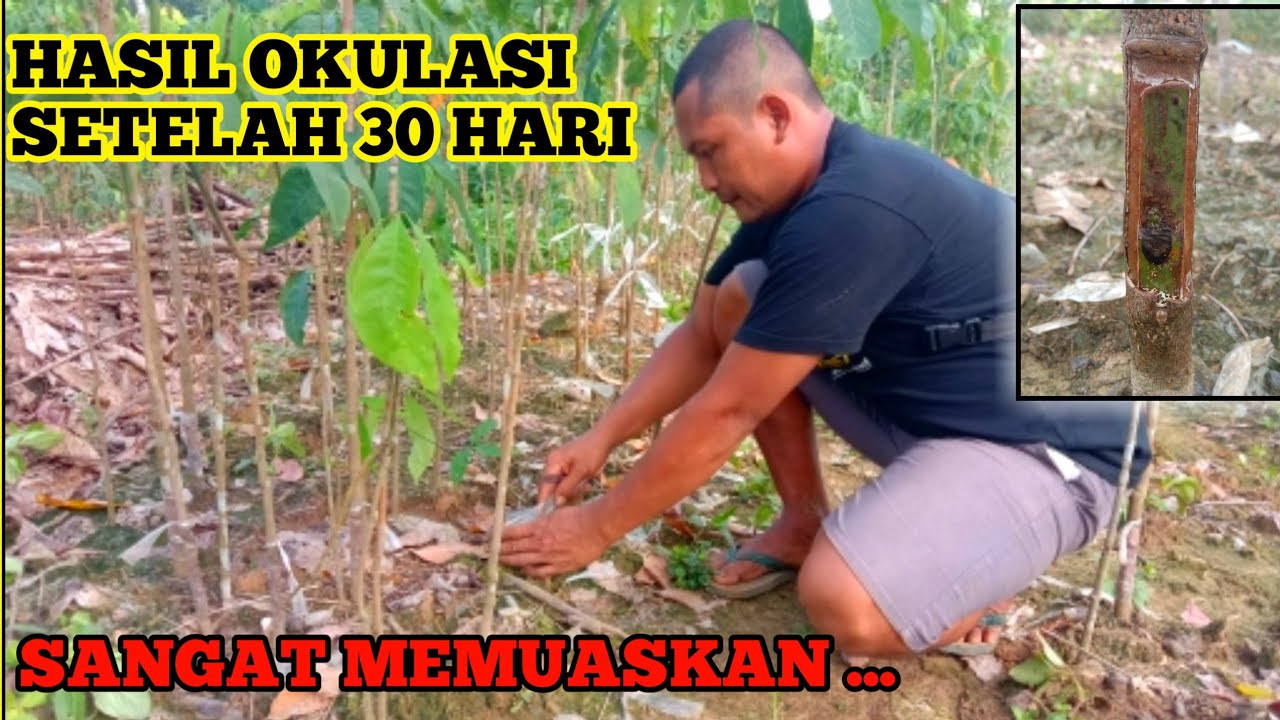 PROSES MEMBUKA OKULASI SETELAH 30 HARI