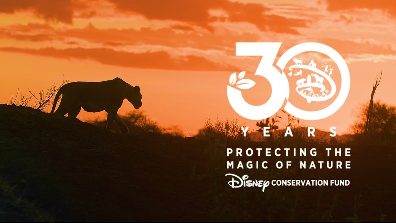 Celebrating 30 Years of the Disney Conservation Fund