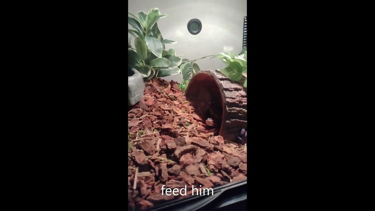 Ball Python feeding for beginners (How to tell if your snake is hungry)